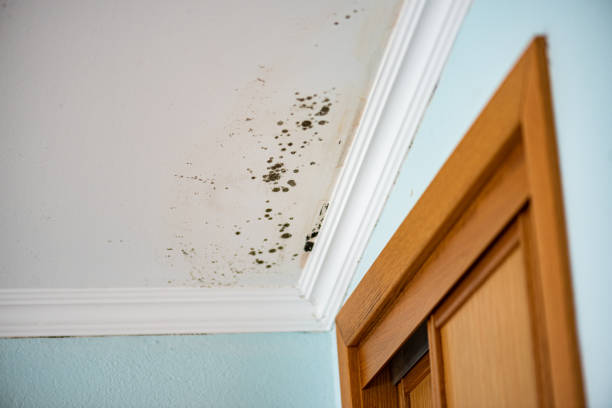 Best Residential Mold Remediation in University Of Lifornia Davis, CA